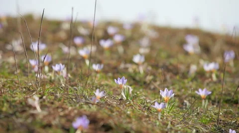 Spring flowers close-up Stock Footage 62854970
