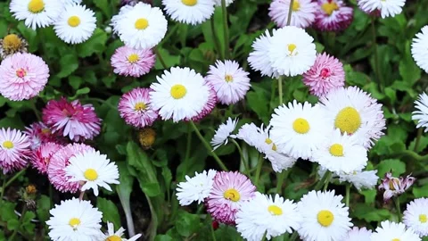Spring flowers close up Stock Footage 240754974