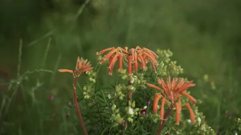 Spring flowers. Close-up of the hand touching blooming orange flowers. Beautiful Stock Footage 130441222
