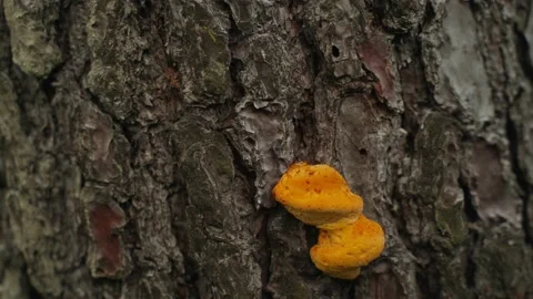 Spring flowers. Close-up of orange tree mushroom on tree bark.. Beautiful tree Stock Footage 130441475