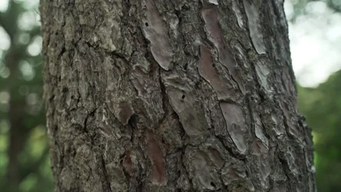 Spring flowers. Close-up of orange tree mushroom on tree bark.. Beautiful tree Stock Footage 130637749