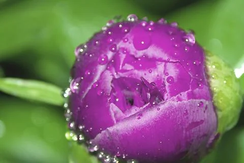 Spring flowers - close-up peony Stock Photos