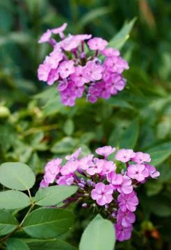 Spring flowers close up Stock Photos