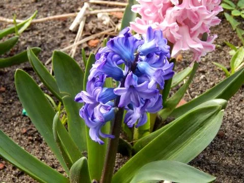 Spring flowers close-up Stock Photos