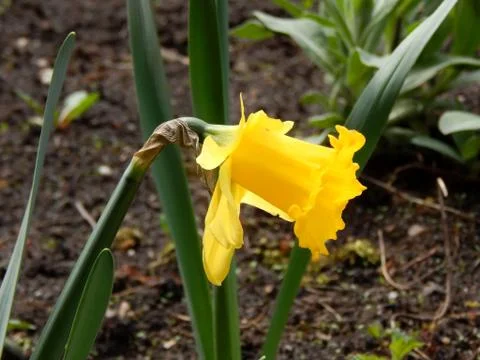 Spring flowers close-up Stock Photos