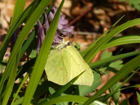 Spring flowers close-up Stock Photos
