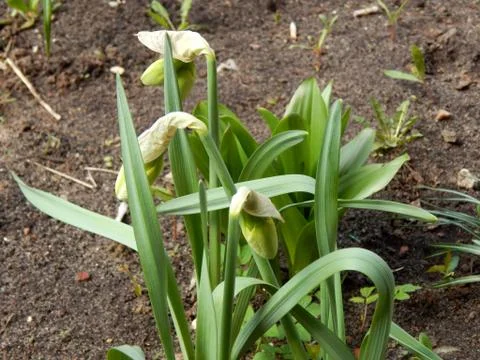 Spring flowers close-up Stock Photos