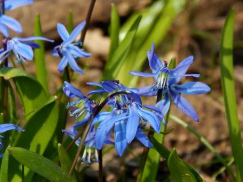 Spring flowers close-up Stock Photos