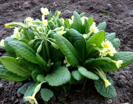 Spring flowers close-up Stock Photos