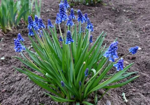 Spring flowers close-up Stock Photos
