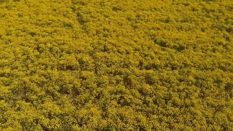 Spring flowers closeup 스톡 동영상 89671987