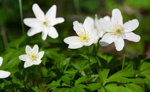 Spring flowers   closeup Stock Photos