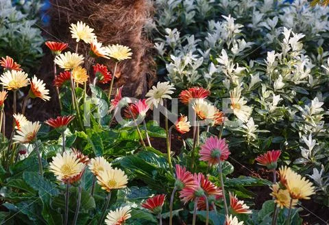 Spring flowers closeup. Stock Photos