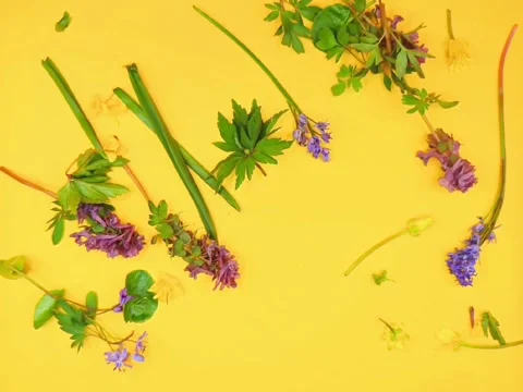 Spring flowers composition on a yellow background Stock Footage 331746175