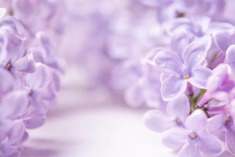 Spring flowers with copy space. lilac flowers close up on a white background Foto stock