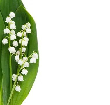 Spring flowers with copy space Stock Photos