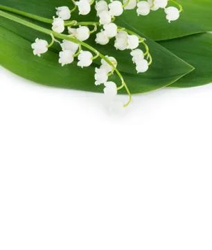 Spring flowers with copy space Stock Photos