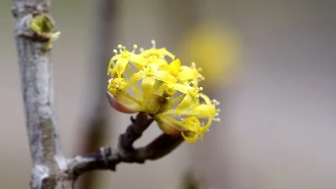 Spring, flowers of the corniol 库存影片 74629040