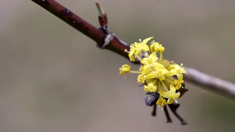 Spring, flowers of the corniol Stock Footage 74629052
