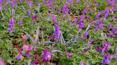 Spring flowers Corydalis 1 Video stock 293813586