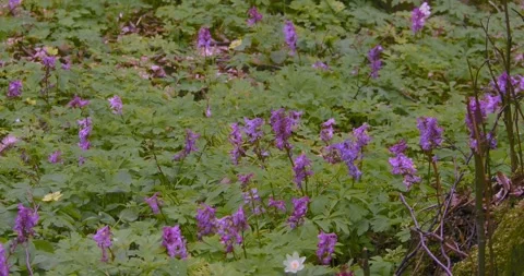 Spring flowers  Corydalis 1 Stock Footage 293813889