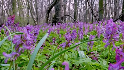 Spring flowers Corydalis 2 Video stock 293813676
