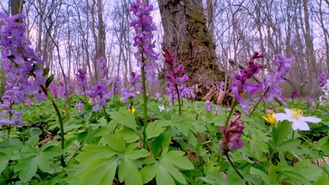 Spring flowers Corydalis 3 Video stock 293813587