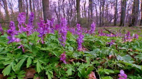 Spring flowers  Corydalis 4 Stock Footage 293813618
