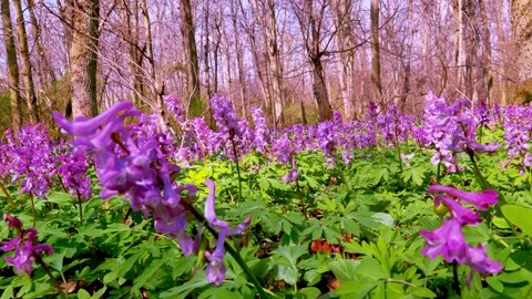 Spring flowers Corydalis 5 Stock Footage 293813580