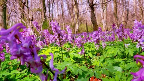 Spring flowers Corydalis 6 Stock Footage 293813711