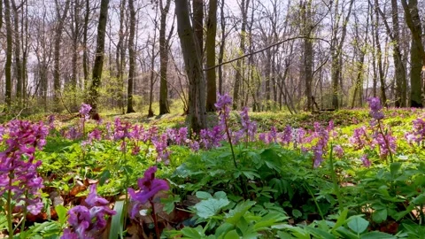 Spring flowers Corydalis 7 Stock Footage 293813701