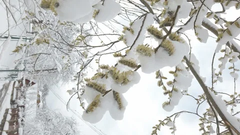 Spring flowers covered with snow. Global cataclysm. Vertical video Stockbeeldmateriaal 126928145