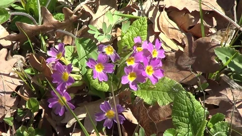 Spring flowers cowslip Stockbeeldmateriaal 333860033
