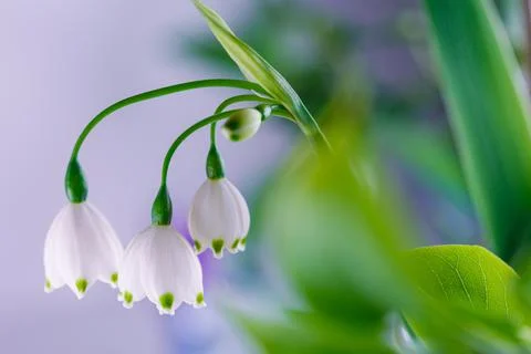 Spring flowers crocus on blurred backround Photos