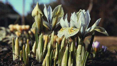 Spring flowers Crocus Footage Stock Footage 88446348