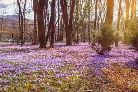 Spring. Flowers of crocus in park. Montenegro, Cetinje Stock Photos