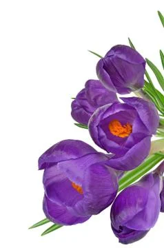 Spring flowers crocus Stock Photos