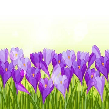 Spring flowers crocus seamless pattern horizontal border Ilustración de archivo