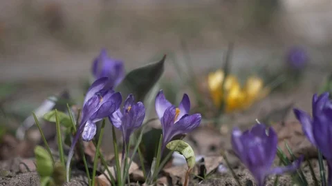 Spring flowers crocuses 10 Stock Footage 105958195