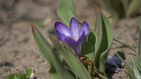 Spring flowers crocuses 11 Stock Footage 105959181