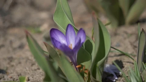 Spring flowers crocuses 12 Video stock 105959239