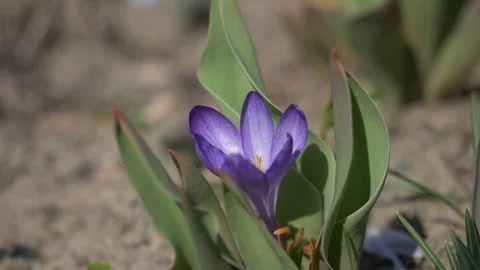 Spring flowers crocuses 13 Stock Footage 105959307