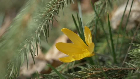 Spring flowers crocuses 14 Stock Footage 105959332