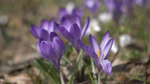 Spring flowers crocuses 15 Stock Footage 105959387