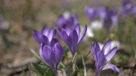 Spring flowers crocuses 16 Stock Footage 105959436