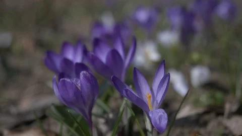 Spring flowers crocuses 17 Stock Footage 105959485