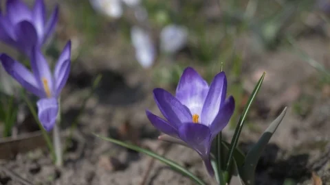 Spring flowers crocuses 2 Video stock 105957734