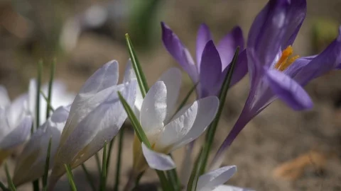 Spring flowers crocuses 7 Stock Footage 105957984