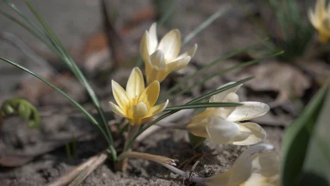 Spring flowers crocuses 8 Video stock 105958053
