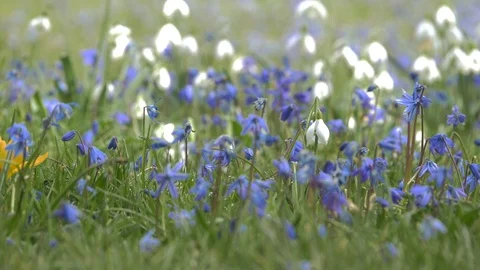 Spring flowers crocuses and snowdrops on the green grass. Stock Footage 103344239
